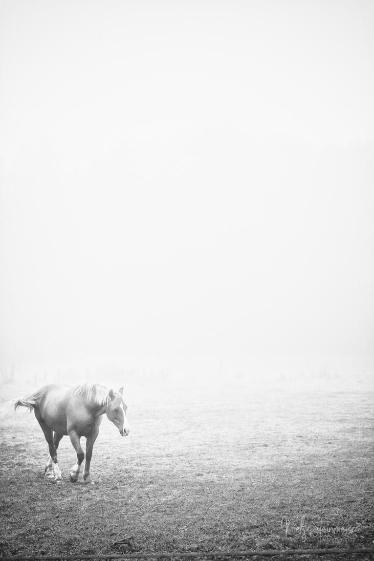 Horse in White